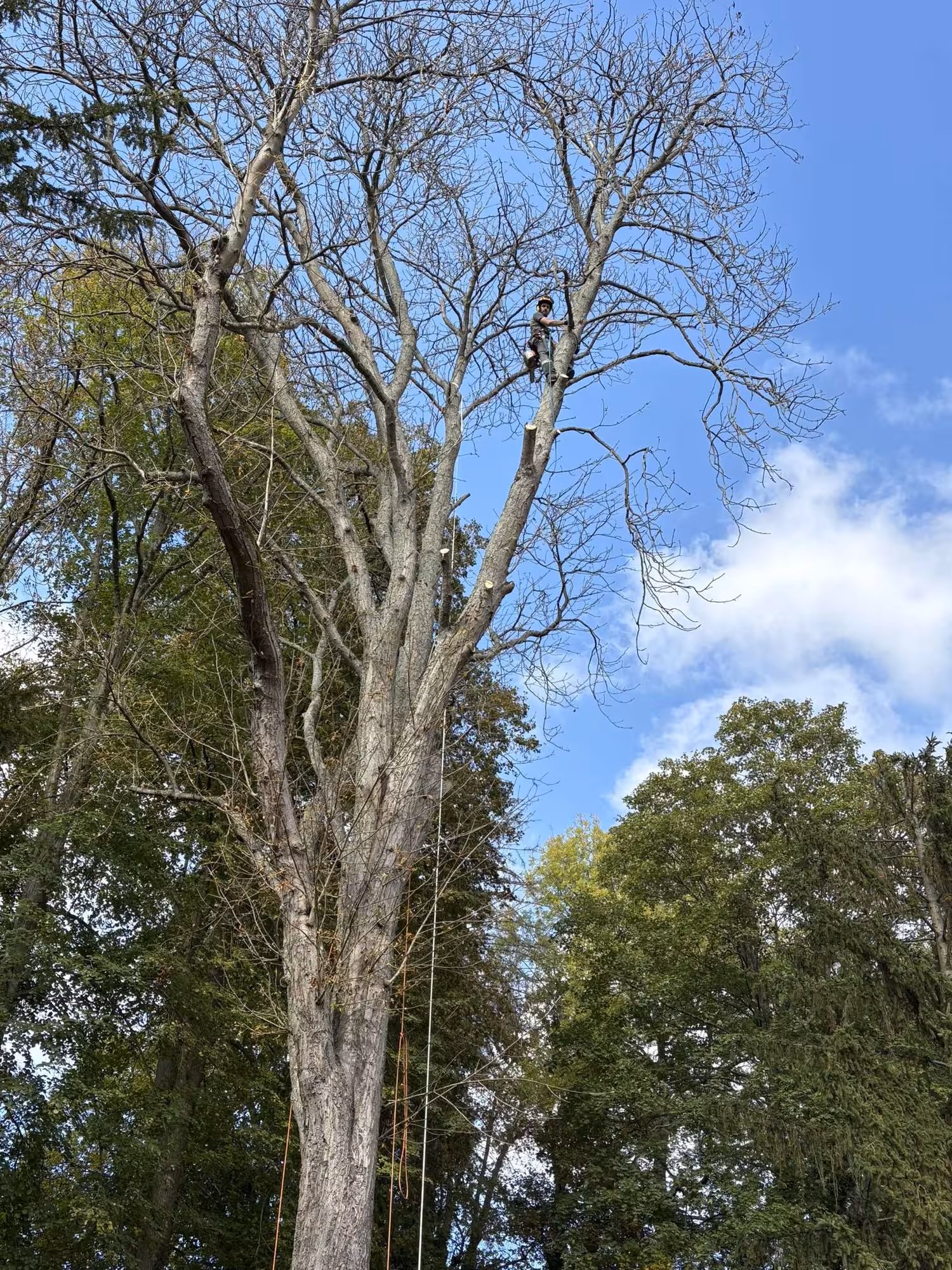 Élagage d'un marronnier